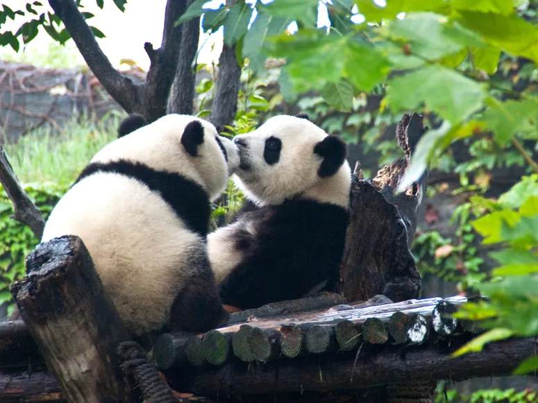 Panditas besucones